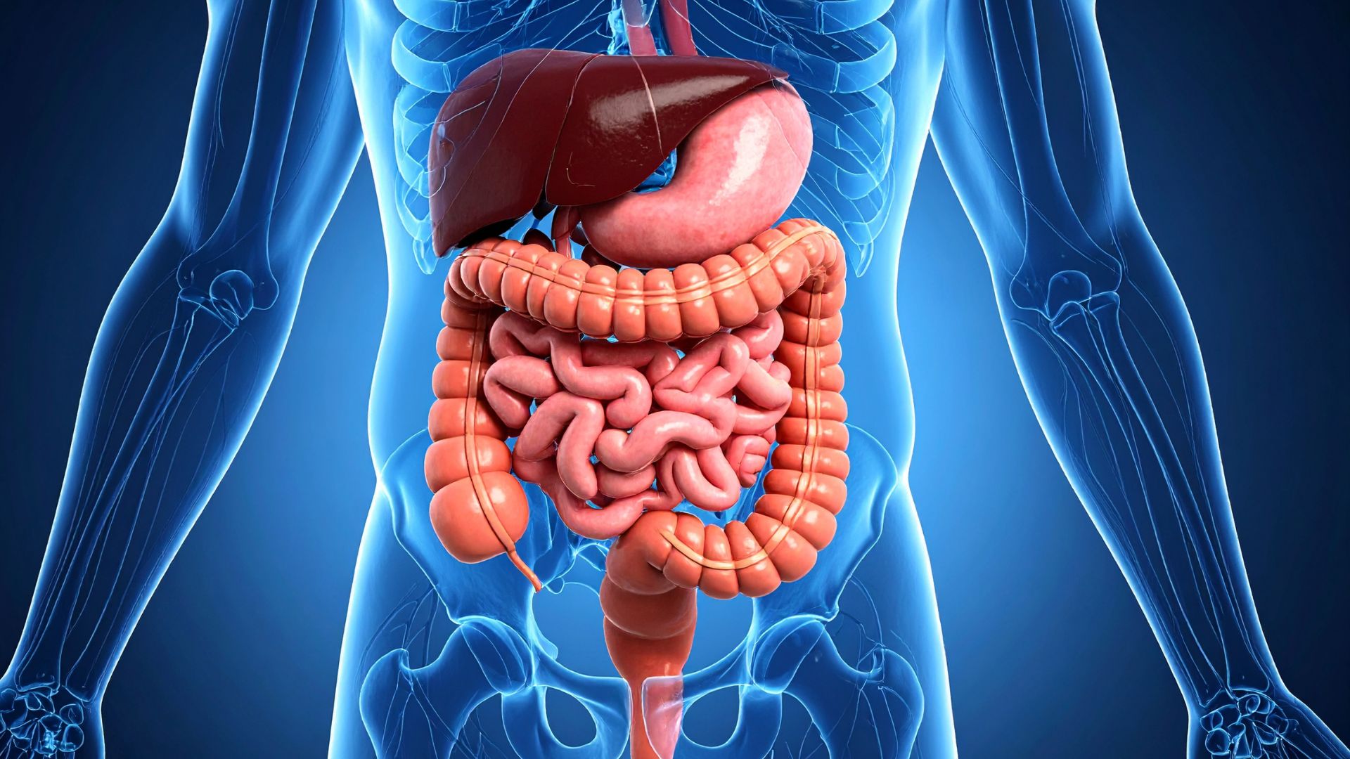 Anatomická vizualizace trávicího systému — jater, žaludku a střev